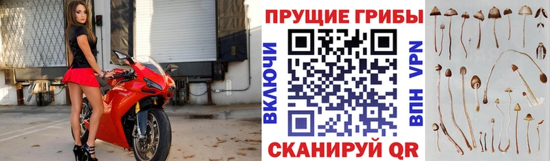 хочу наркоту Киренск Галлюциногенные грибы ЛСД